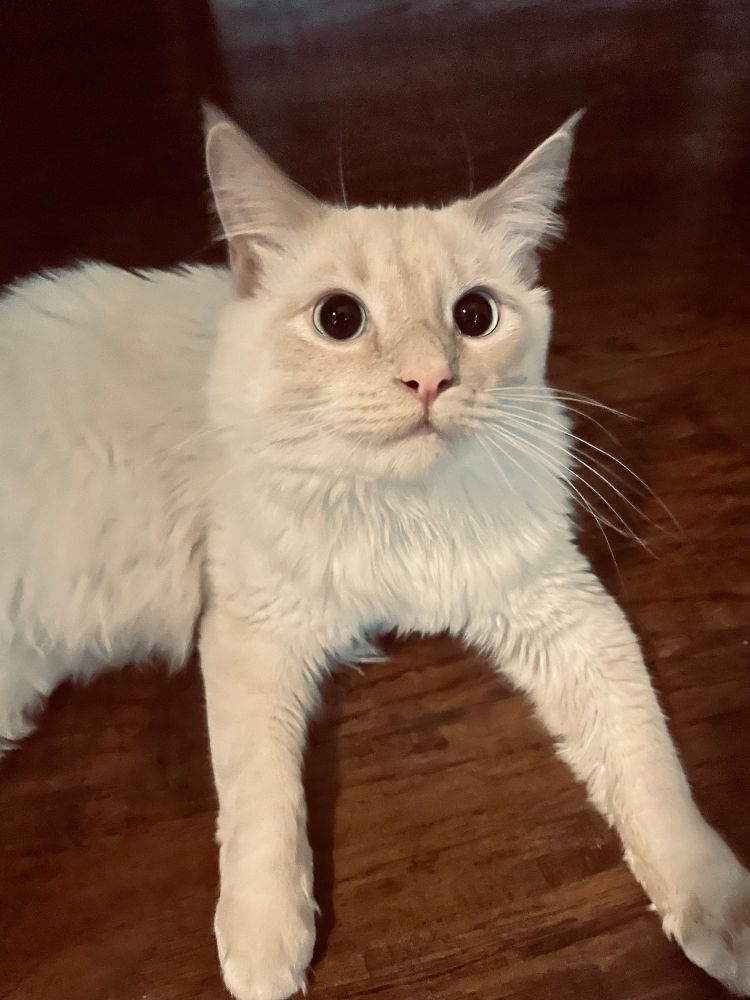 Milo the kitten looks at you from his spot on the floor. Big eyes! Big heart! No thoughts whatsoever 😔