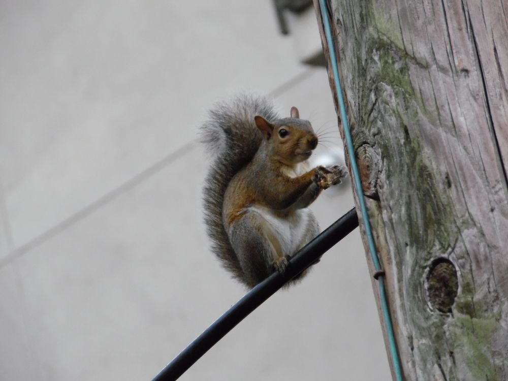 fluffy little squirrel on an electrical wire eating a pilfered legume meant for my corvids