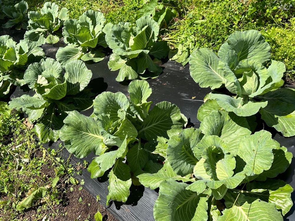 Cabbage patch