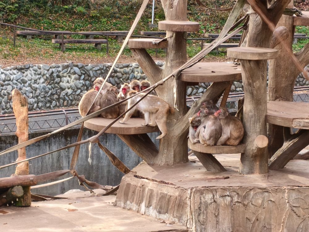 猿山の遊具の上で、ニホンザルが暖を取るように密集している。