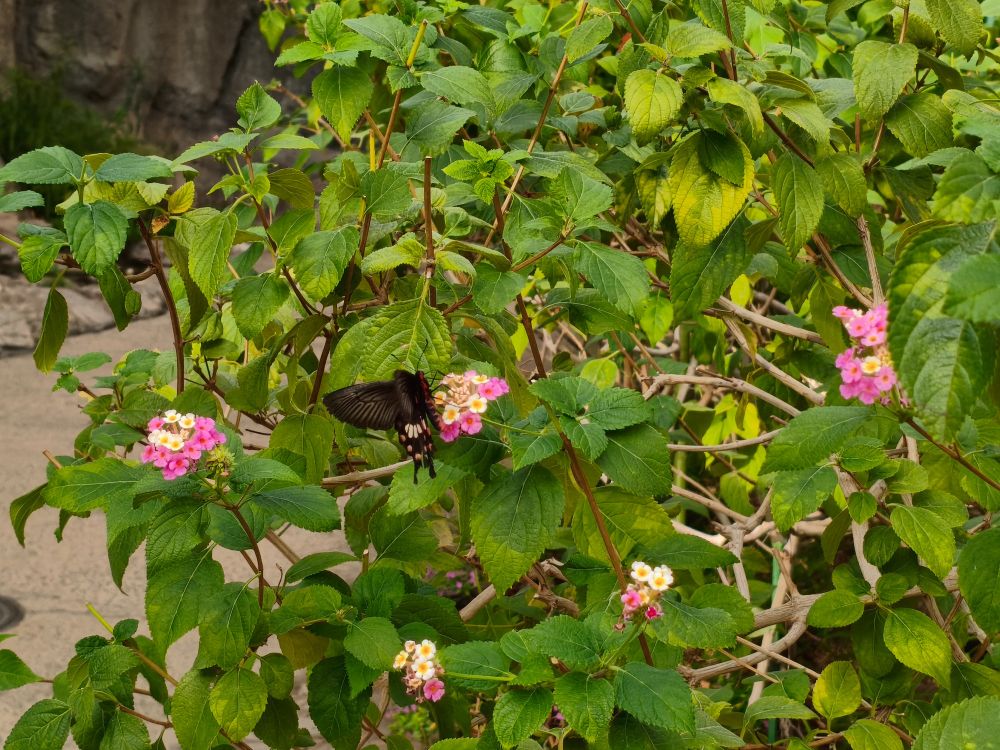 温室のなかで、植物のピンク色の花に羽の黒い蝶が止まっている。