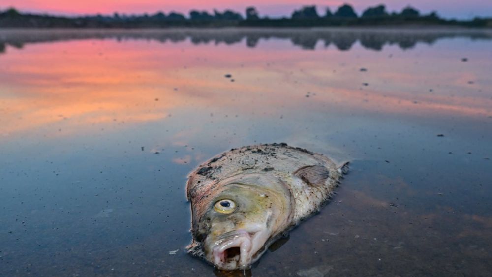 Grenzfluss Oder – Zwischen Fischsterben und Tiefseehafen