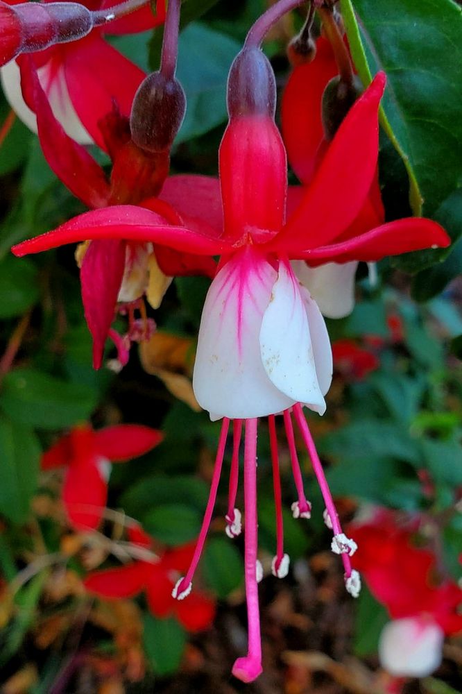 Closeup of a red fuchsia with white petals