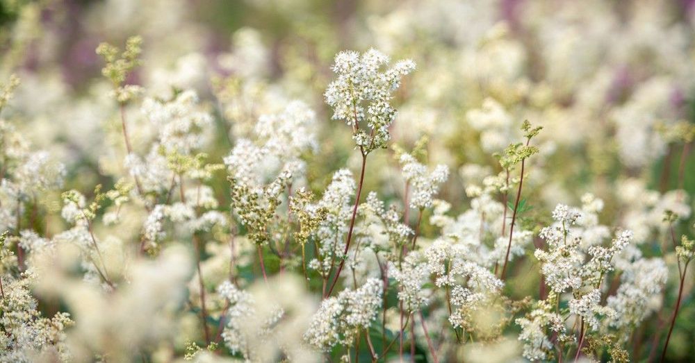 Photo by Mike Erskine via Unsplash of closeup of meadowsweet herb in Llandough, Cardiff, Wales