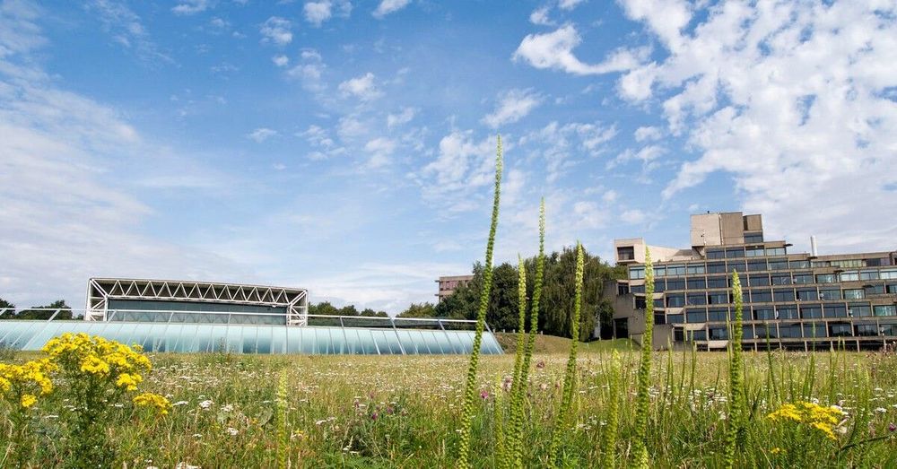 The Sainsbury Centre and campus buildings of the University of East Anglia (UEA), in Norwich, UK, foregrounded by wildflower meadow
