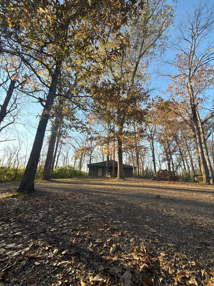 Cabin in center surrounded by spaced apart trees