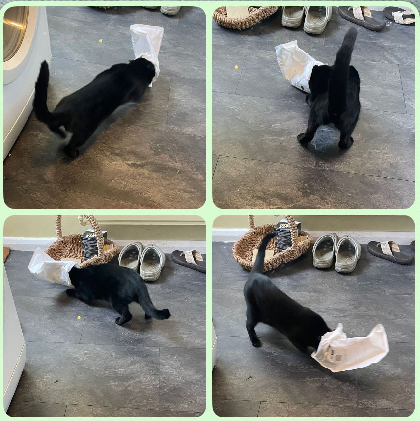 Four photos of a small black cat at different stages of chasing a white postal bag around a kitchen floor, with her head inside the bag. 