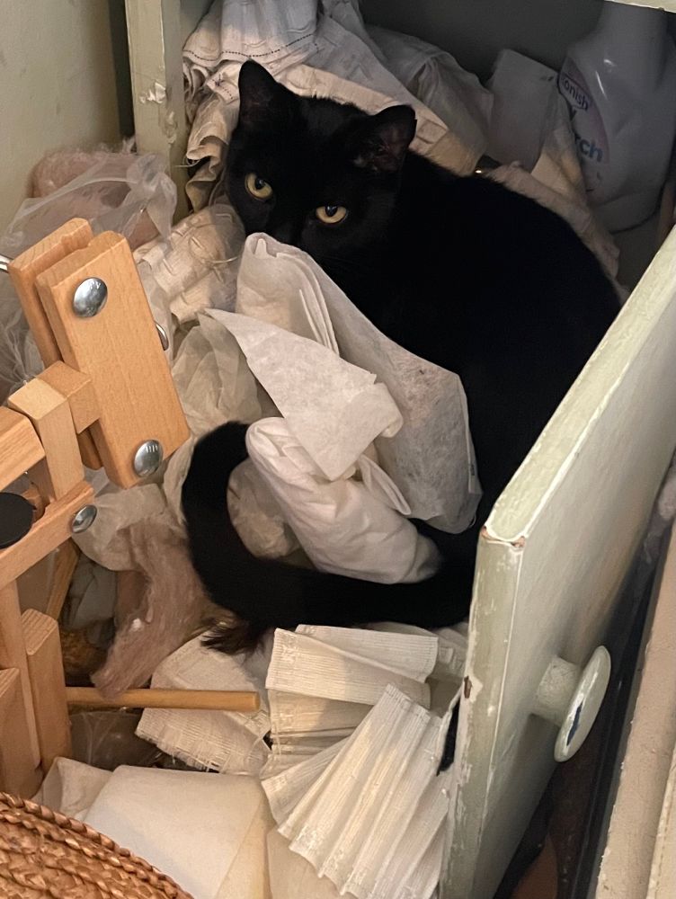 Close up photo of an open cabinet.  Surrounding and spilling out of the open door is a mess of fabric, wadding and other haberdashery supplies. Nestled half in and half out of the cabinet, amidst all the white textiles is a small black cat, looking up at the camera. 