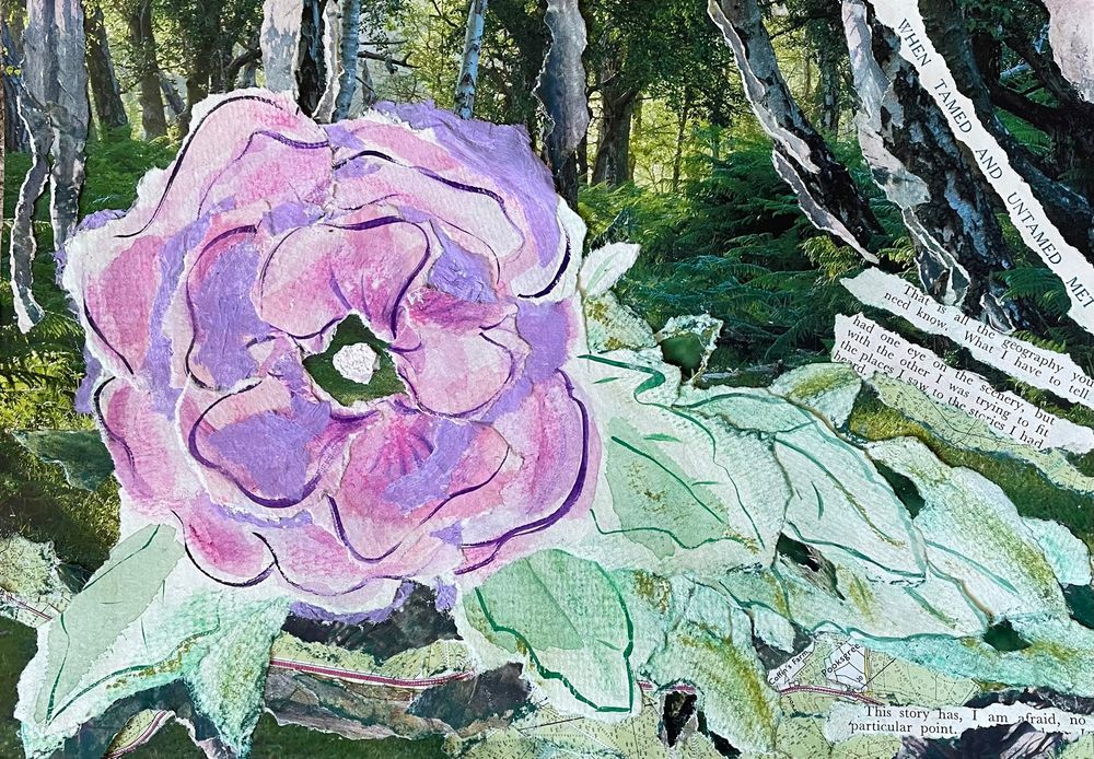 A collage incorporating a background of a photographic image of forest with ferns and birch trees. Extra trunks and texture have been added via collage. The centre of the piece is dominated by a pink and purple hibiscus flower created from tissue paper and a torn up watercolour attempt at painting the flower. Along with this are water colour and soft pastel leaves with some elements from the background photo added. Torn up maps of forest area are also included. To the right hand side of the collage are torn pieces of text from vintage magazines. Put together, they read: When Tamed and Untamed Met … That is all the geography you need to know. What I have to tell … had one wrote on the scenery, but with the other I was trying to fit the places I saw to the stories I had heard … This story has, I am afraid, no particular point. 