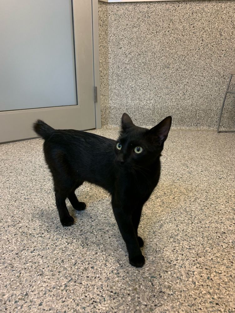 Black cat with green eyes and a stub tail