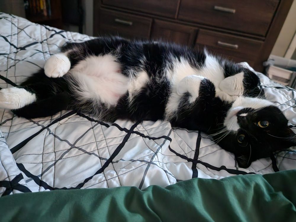 A tuxedo cat on his back, his fluffy tummy is displayed, and his eyes are adorably dilated. His paws are curved delightfully.