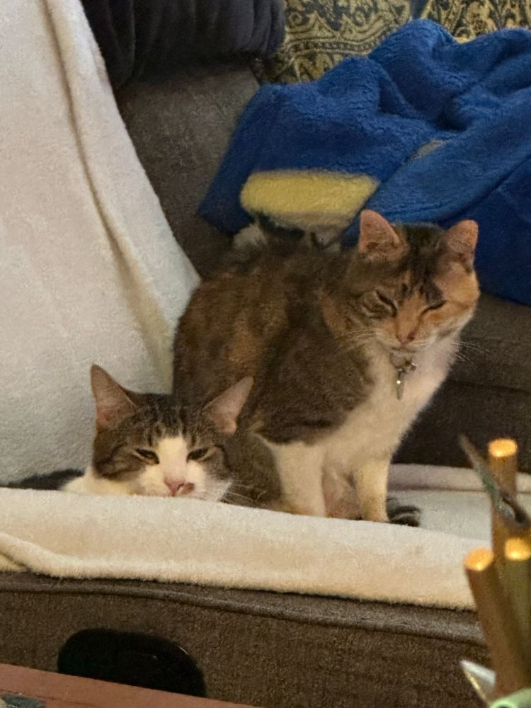 Two cats angrily glaring at the camera