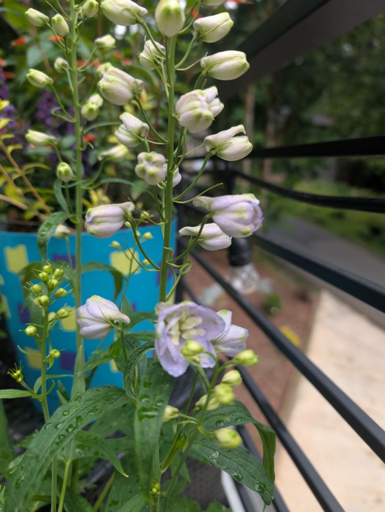 Delphinium flower opening 