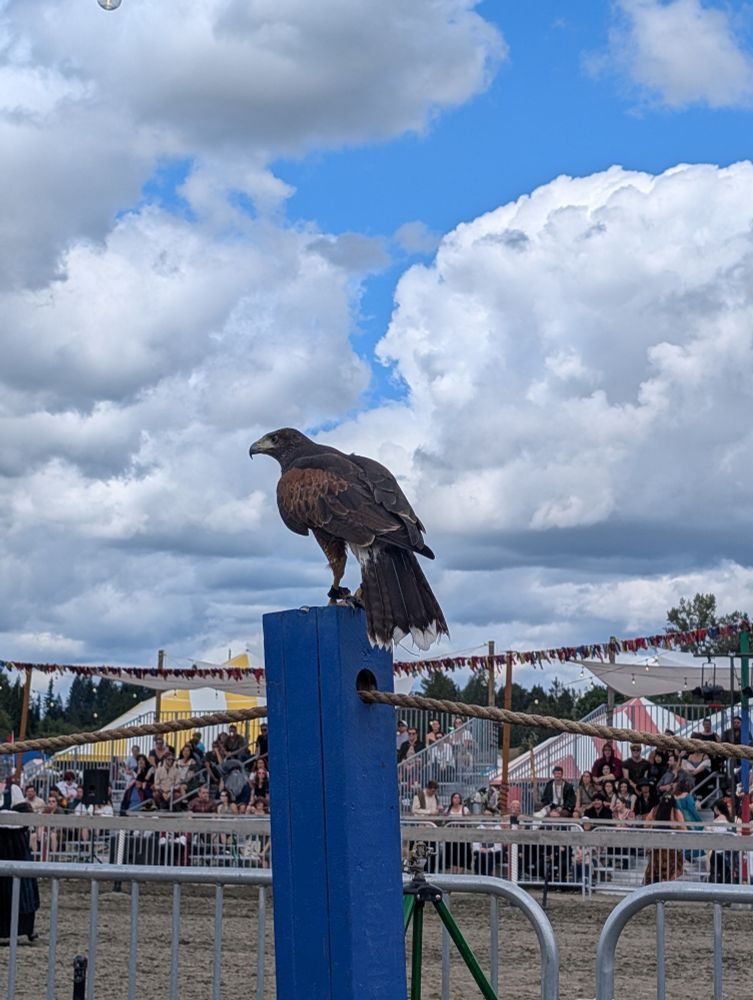 Harris Hawk 