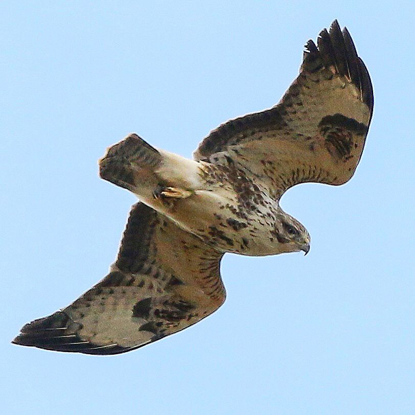 Common Buzzard