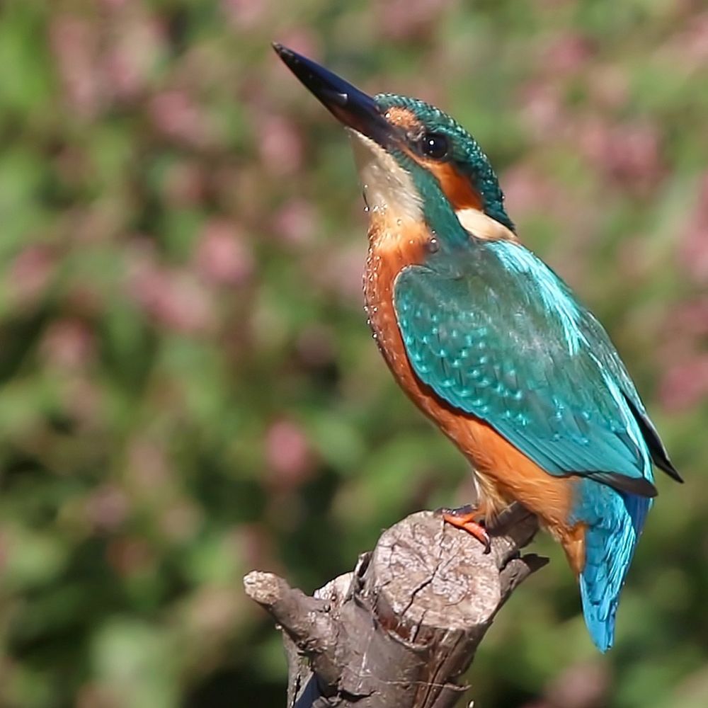 Kingfisher
