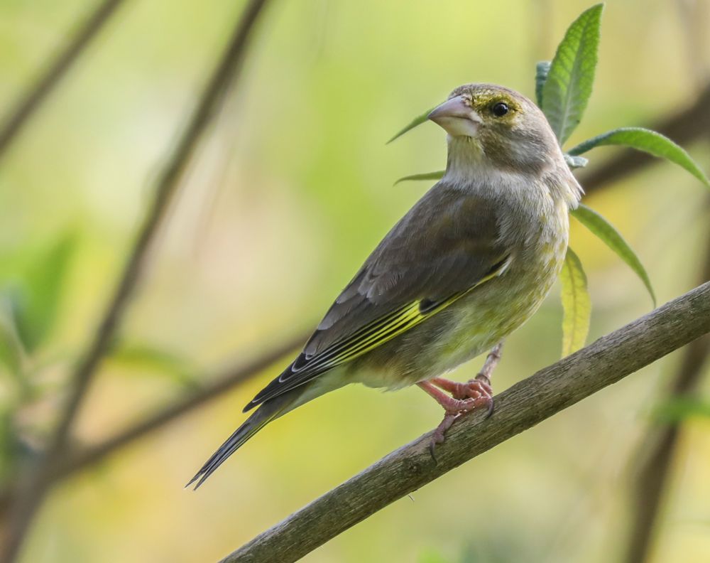 Greenfinch
