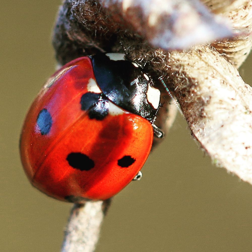 Ladybird