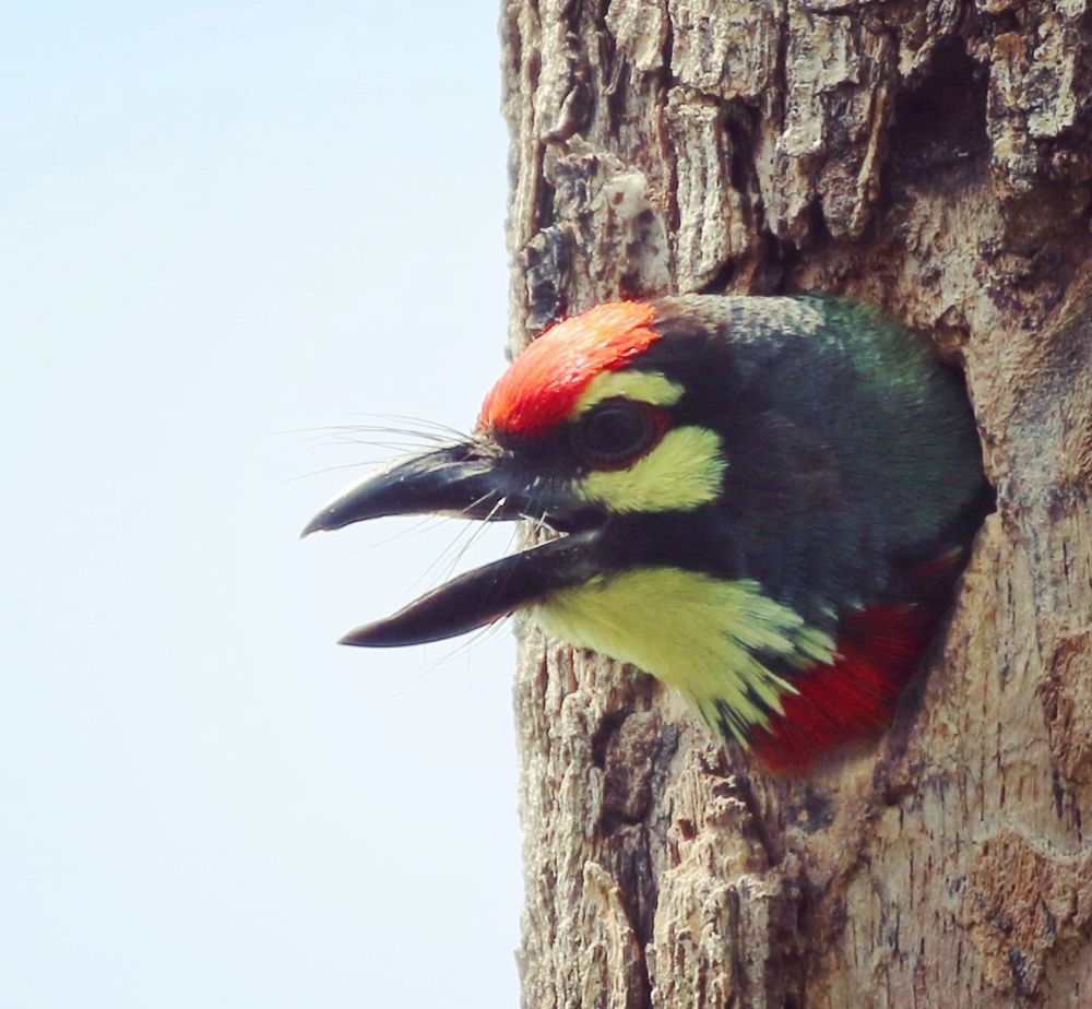A rare sighting of a Coppersmith Barbet that I was very fortunate to see and photograph during a wildlife trip to Vietnam