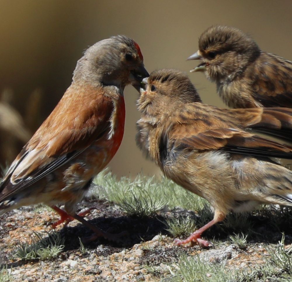 Linnet