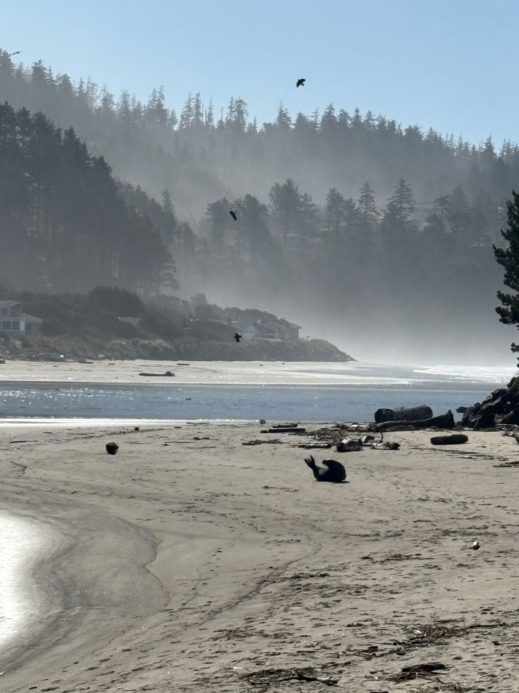 View of a sunny beach with an elephant seal far away on the beach. 