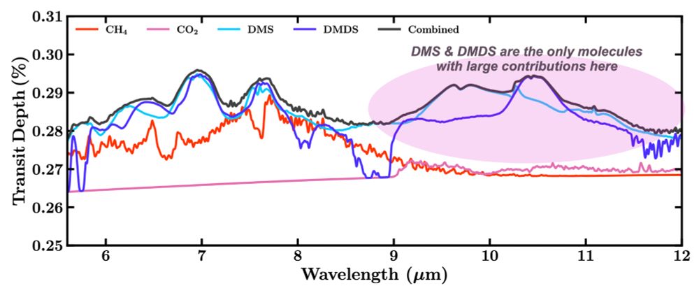 Contributions of certain molecules to the blue model from the previous plot. Beyond a wavelength of 9 micrometers, dimethyl sulfide and dimethyl disulfide are the only molecules with large contributions to the overall model, since Madhusudhan et al. removed other molecules that could contribute. This is why dimethyl sulfide and dimethyl disulfide are "detected"—nothing else competes with them in this range.