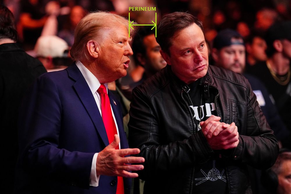 A recent photograph of Donald Trump and Elon Musk. Added to the photo is a label with arrows indicating the space between them and the text "PERINEUM".