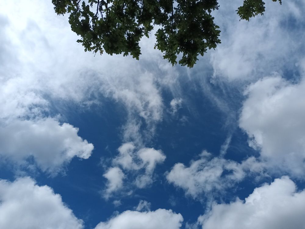 Blue sky with white clouds and green leaves trees in the corner.