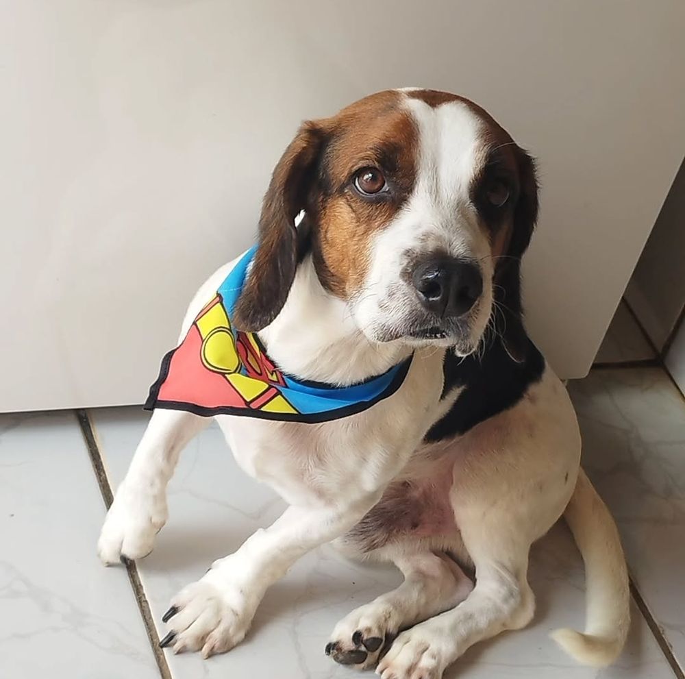 Foto de um cachorro Beagle, orelhudo, com o corpo de pele branca e marcas marrons entre os olhos e na orelha, vestindo uma bandana do superman, olhando para a tela