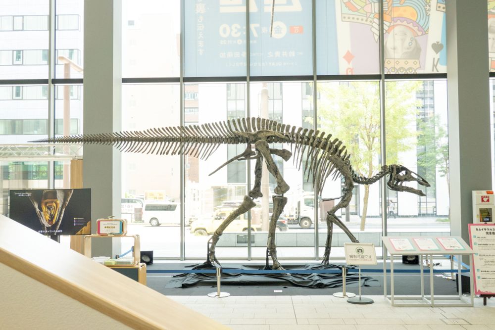 Fully reconstructed skeleton of Kamuysaurus japonicus at NHK Sapporo Broadcasting Station, Japan