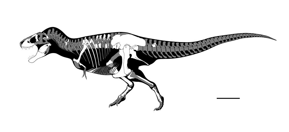 Skeletal reconstruction of Tyrannosaurus rex holotype specimen showing "robust morph" skeleton of relatively old adult (26 yrs old via Carr, 2020).