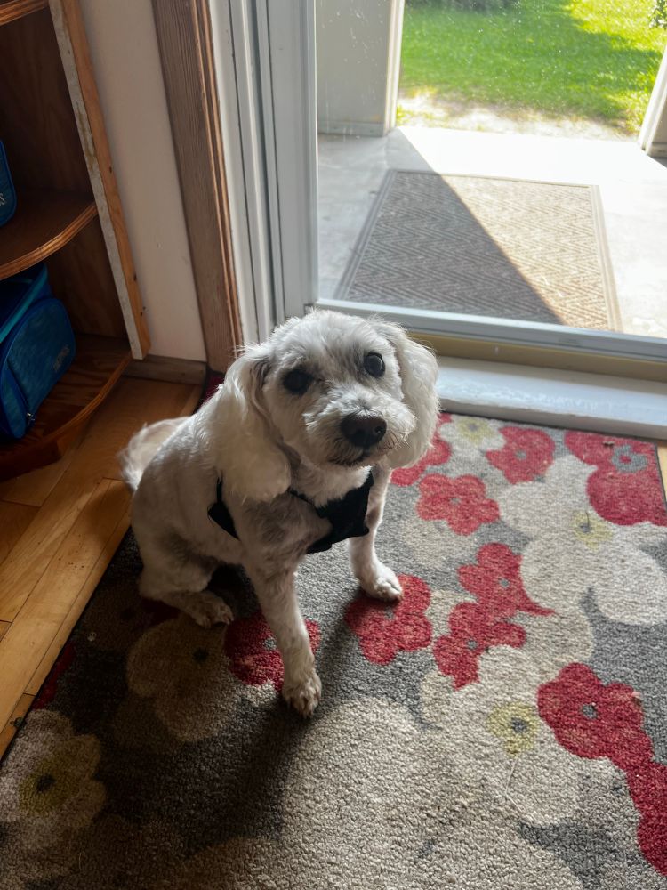 Small white dog sitting and looking up on a flower rug by the door. 