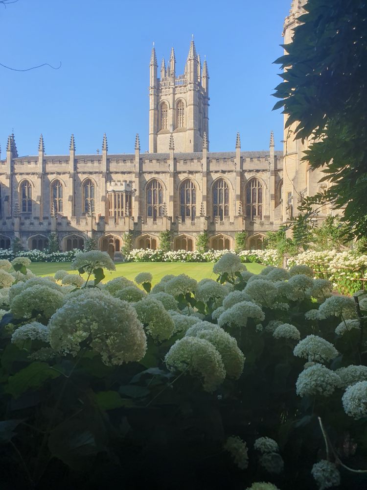 Magdalen Tower as viewed across the cloister. White hydrangeas like fluffy clouds in the foreground in shadows. The sky is bird's egg blue