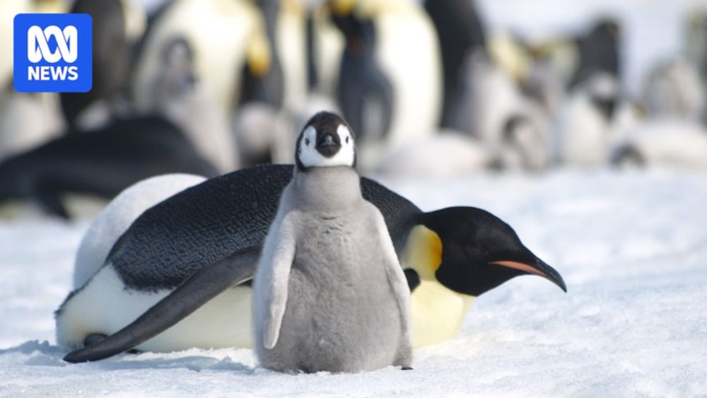 Scientists say there is emerging evidence of abrupt and potentially unstoppable changes in the Antarctic environment, heightening the risk of significant sea level rise and the extinction of species.