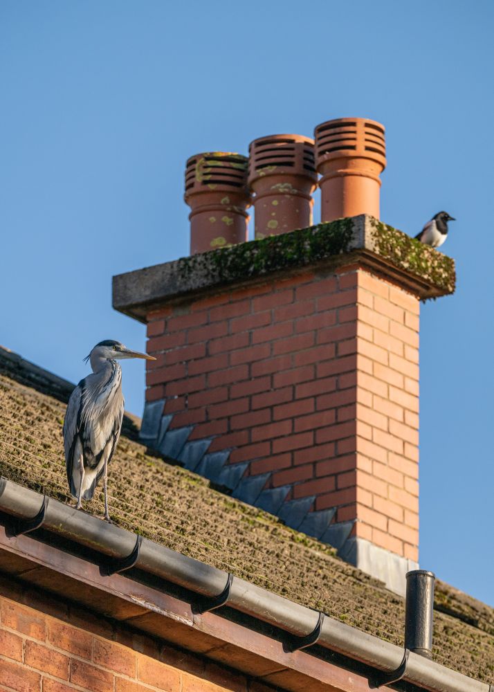 Heron looking off from a roof, beside a chimney where a magpie also sits 