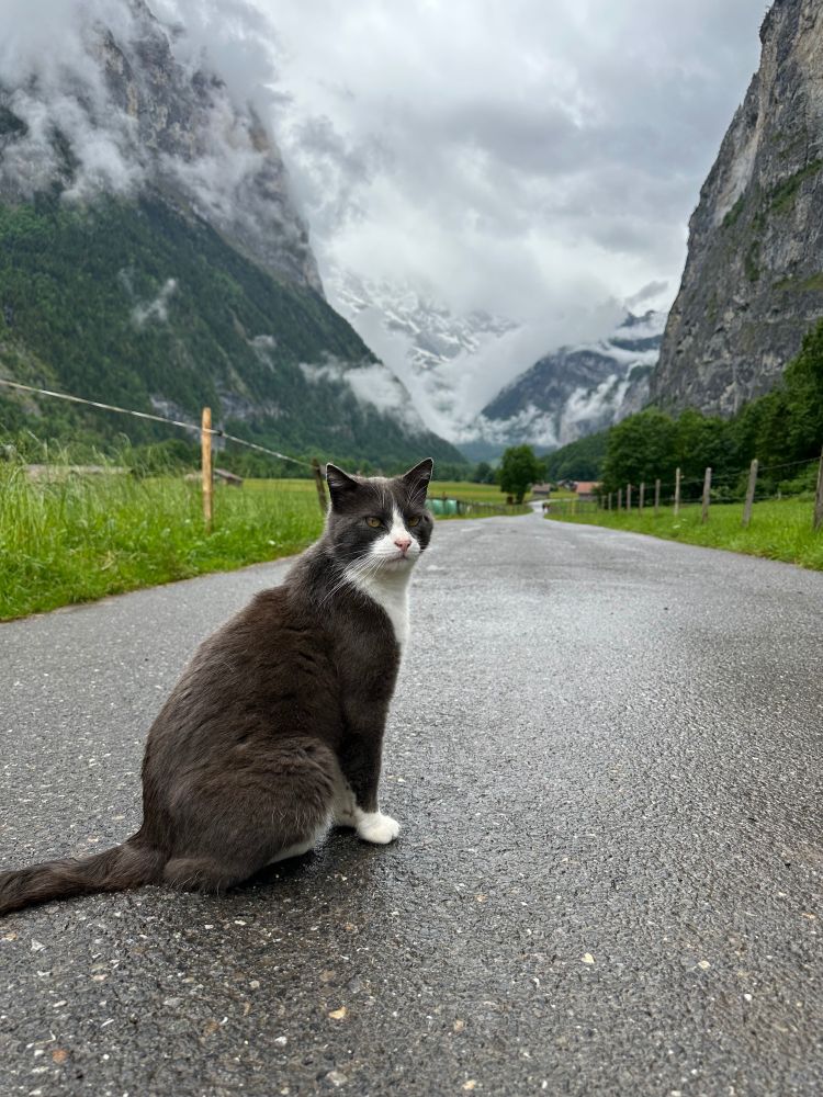 A cat in Switzerland's Lauterbrunnen valley