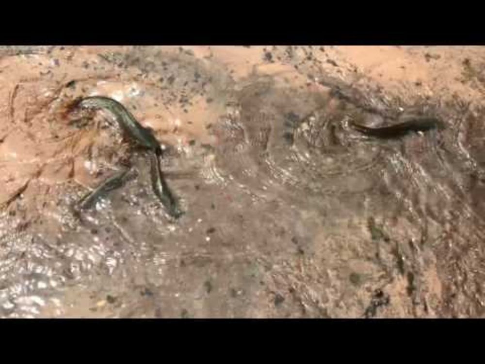 Why did the catfish cross the road?