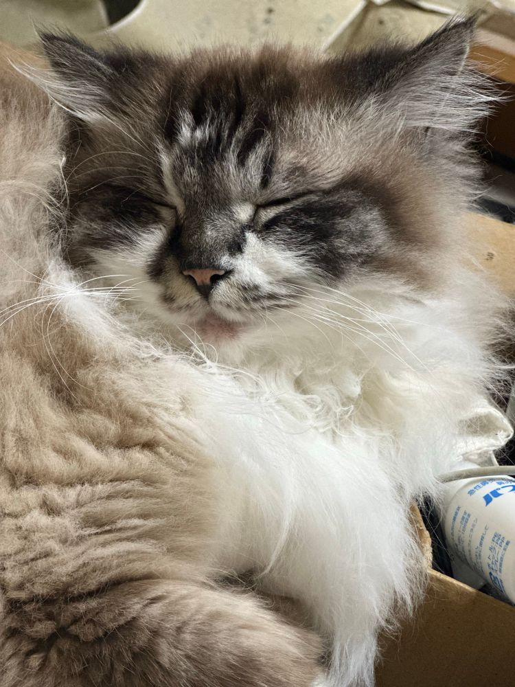 um gatinho dormindo. 