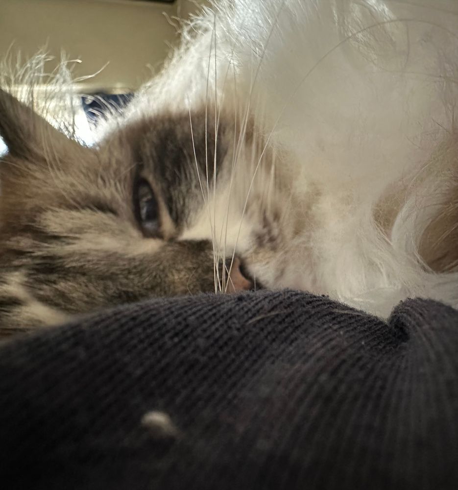 um gato perfeito tirando um cochilinho com sua mamãe, no caso, eu. 