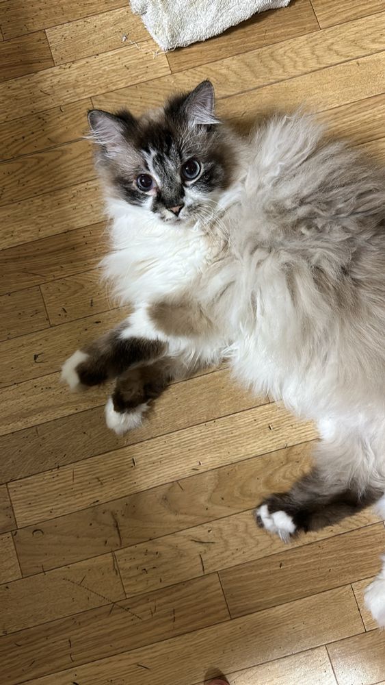 um gato peludinho e lindo deitado no chão da cozinha. 