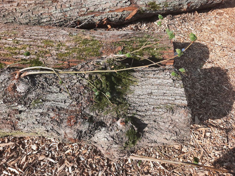 Two large tree trunks lying on the ground after having been chopped down. The ground itself is covered in wood chips from all the other trees that lost their lives here after the same storm. The closest tree trunk, it's cracked bark covered in patches of moss,  has a small branch sprouting new leaves, despite it being cut down a while ago. 