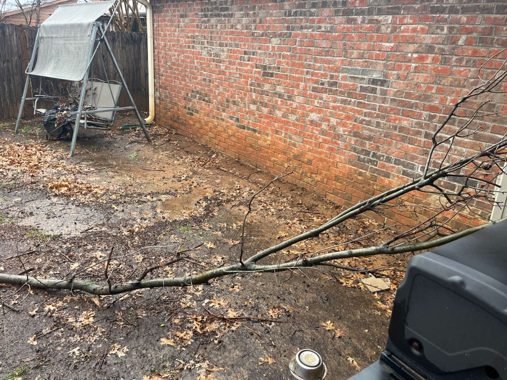 Fallen branch on muddy ground with a red brick wall behind it.