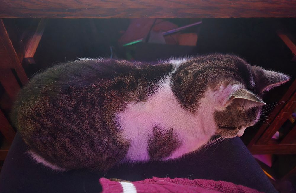 Grey and white tabby cat on my lap