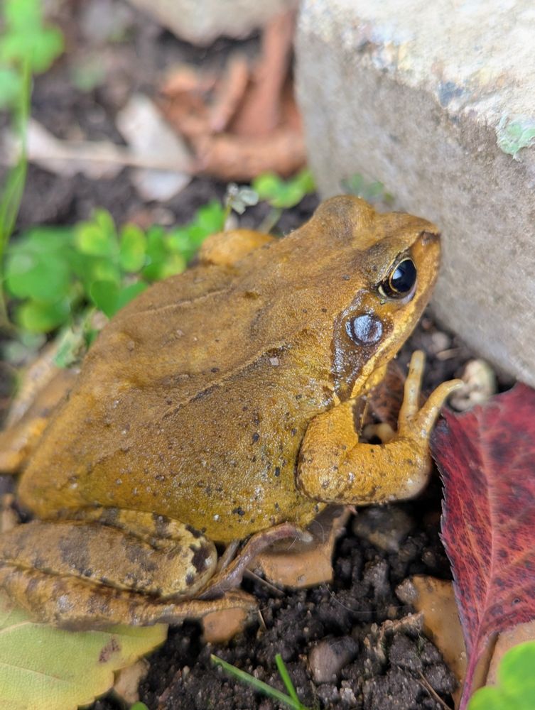 A frog in a garden.