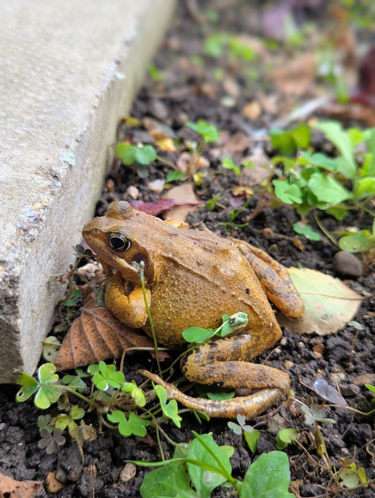 A frog in a garden.