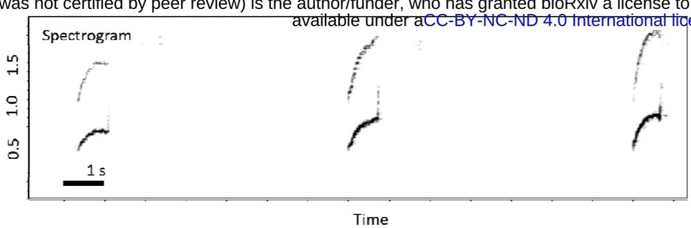 Panel A from figure 1 of paper showing spectrogram of Little Owl territorial calls, in this example three calls with upsweeps consisting of a fundamental frequency and one harmonic, each call lasting a little less than a second