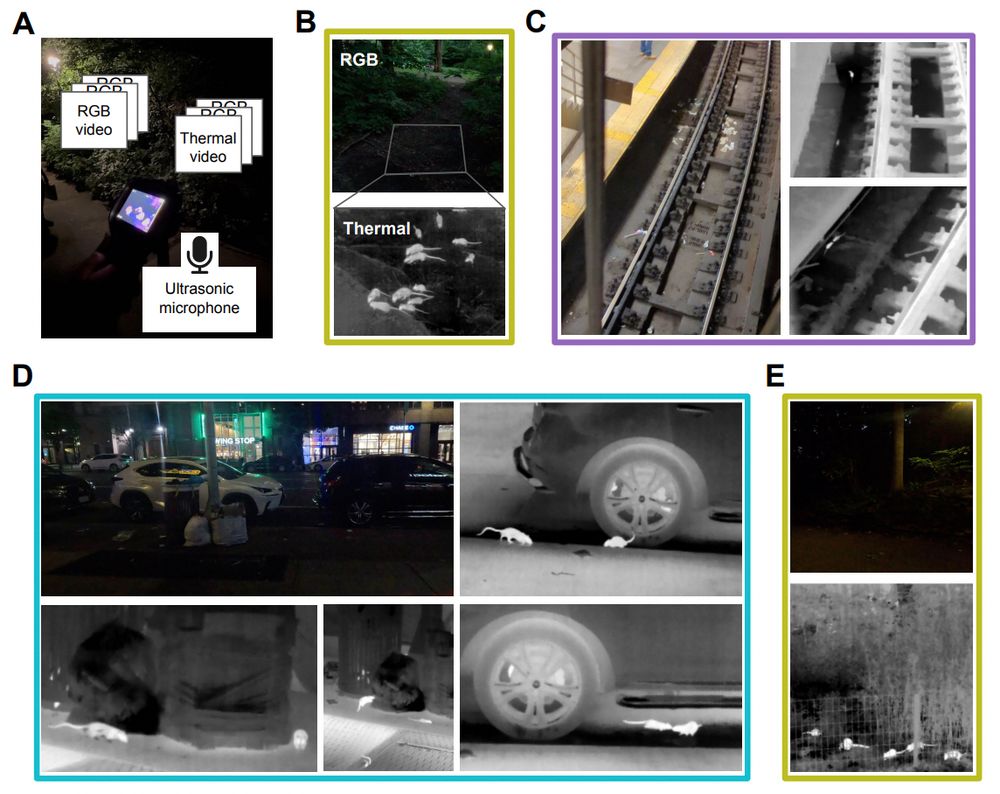 Figure 2: Groups of rats foraging in NYC environments observed using thermal imaging. Colored outlines correspond to sidewalk, park, and subway sites indicated in Figure 1A. (A) Photo of data acquisition setup, with overlayed schematic of data sources (B) (top) RGB image of an area where rats were observed foraging in Central Park, New York, NY. Gray outline indicates field of view for thermal imaging camera. (bottom) Frame from a thermal video of rats foraging in the area outlined above. (C) RGB image of a subway scene in NYC where rats were observed foraging, together with selected thermal video frames showing rats. (D) RGB image of a street scene in NYC where rats were observed foraging, together with selected thermal video frames showing rats. (E) RGB image of a park scene at night with dense underbrush behind a fence, and thermal image of rats foraging in this scene
