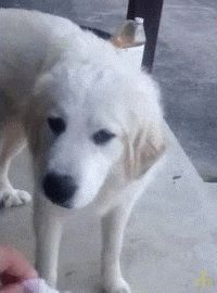 a white dog standing on a sidewalk with a bottle in the background