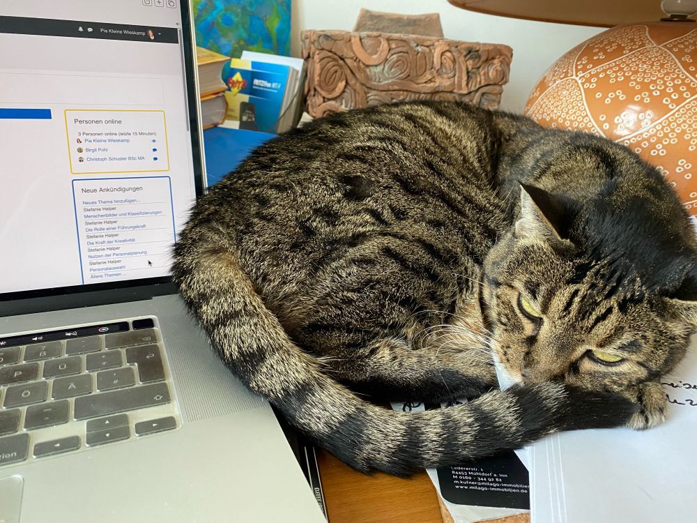 Katze im Homeoffice