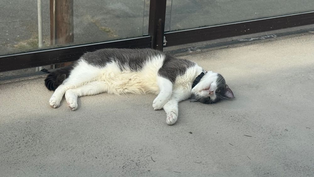 Gray and white upside down on a deck